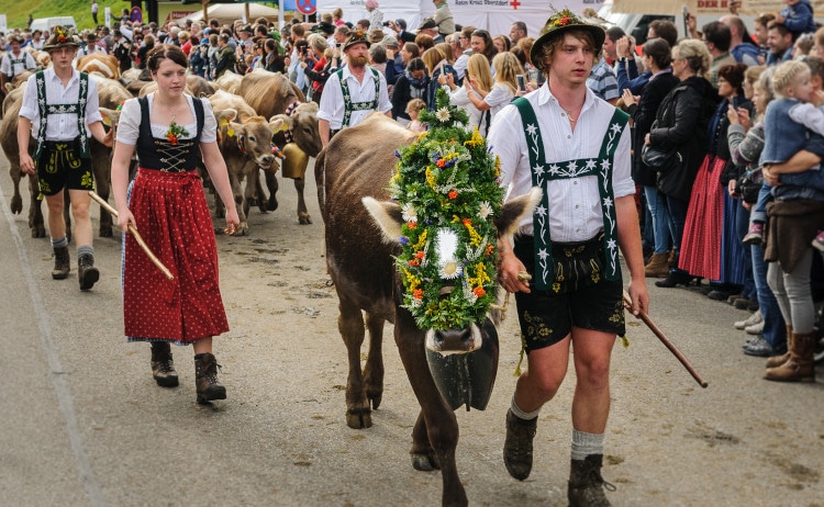 一群牛戴著色彩繽紛的頭飾，由一位身著傳統服裝的乳品商陪同，從高山牧場返回山谷。 許多人對這一景象感到驚嘆。